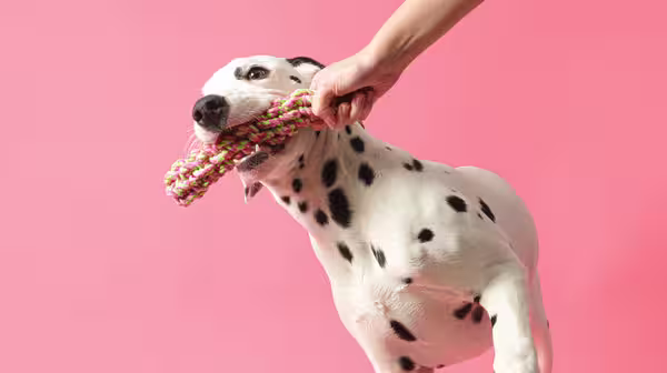 The costs of owning a puppy-Image 2