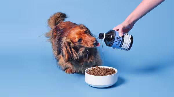 A long-haired brown Dachshund dog, watching Pooch & Mutt Salmon Oil being poured onto its dry food, against a pale blue background