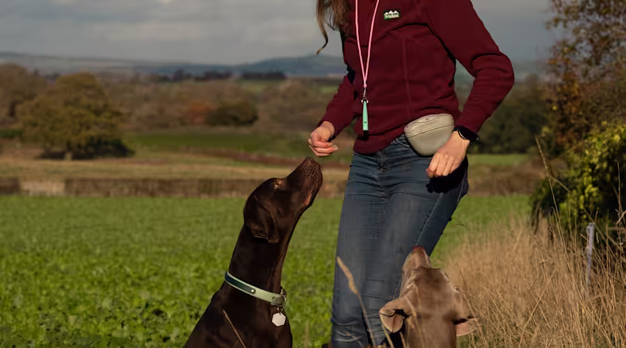Ashleigh, Brand Design Manager with their dogs Bailey & Angus