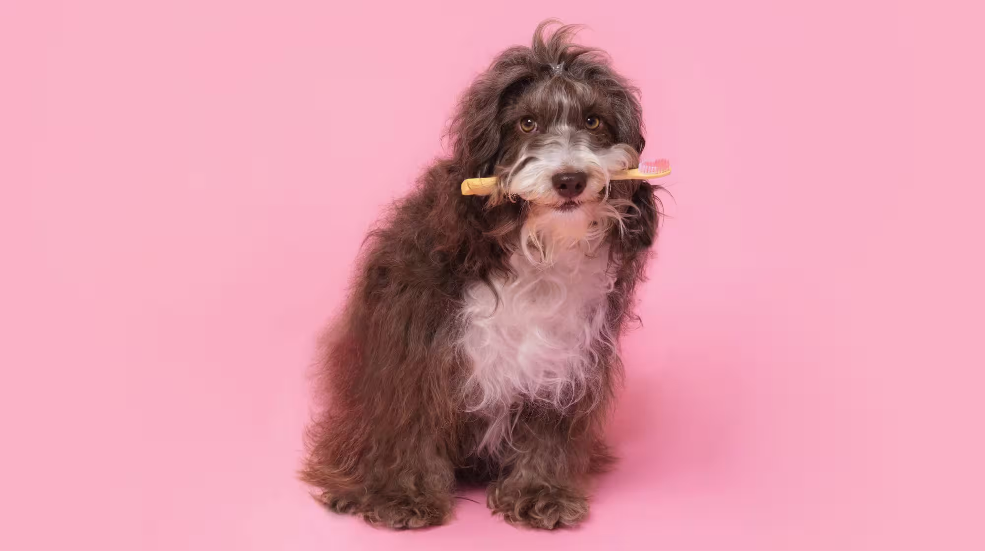shaggy dog holding a toothbrush in it's mouth on a pink background
