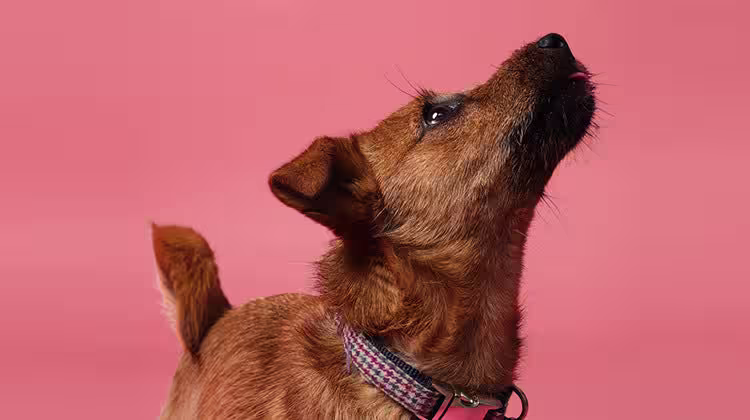 Why you should clean your dog’s lead, collar and bed-Image 2