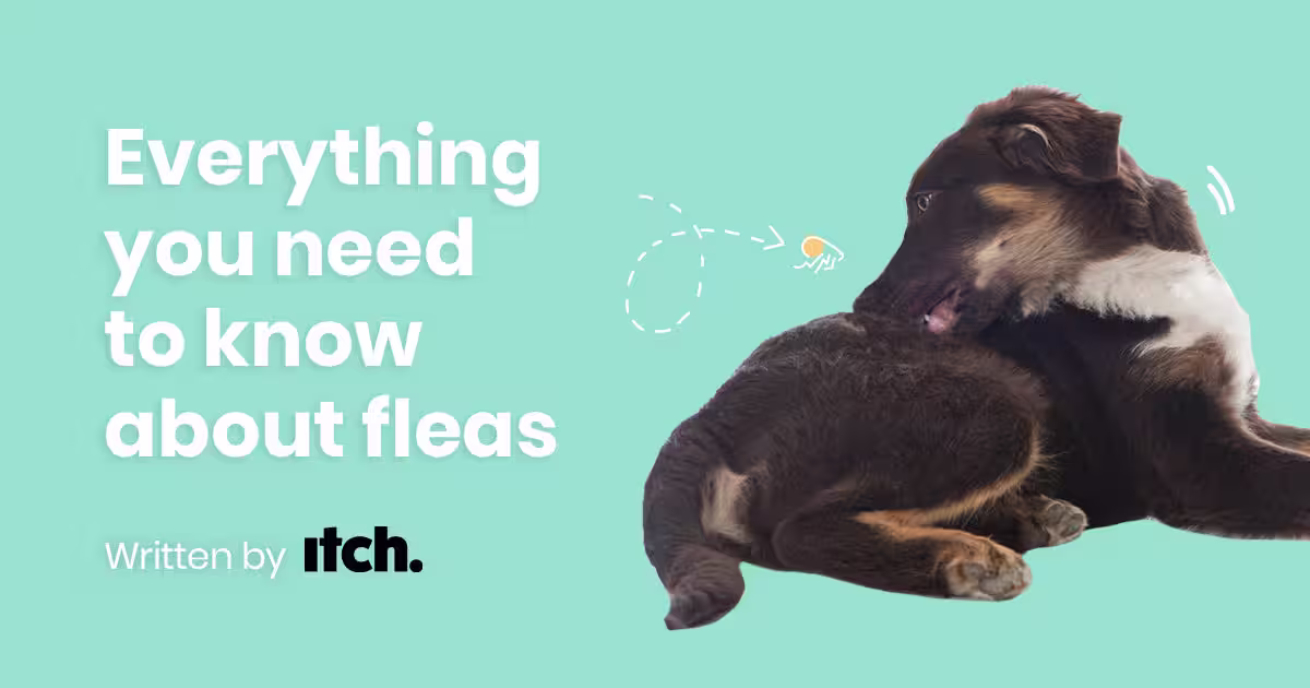 Everything you need to know about fleas-Image 1
