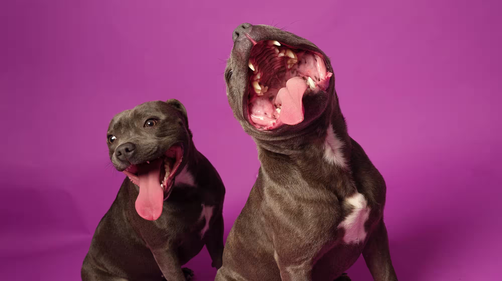 Gingivitis in dogs: Symptoms, diagnosis and treatment-Image 1