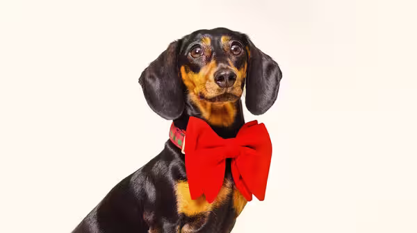 Are Christmas trees poisonous to dogs?-Image 4