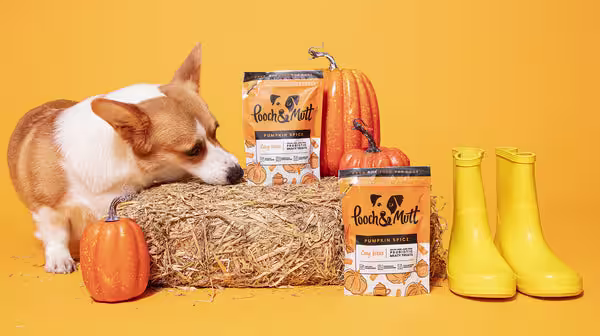 A Corgi stood next to a hay bale, surrounded by pumpkins and bags of Pooch & Mutt's Pumpkin Spice Probiotic Meaty Treats