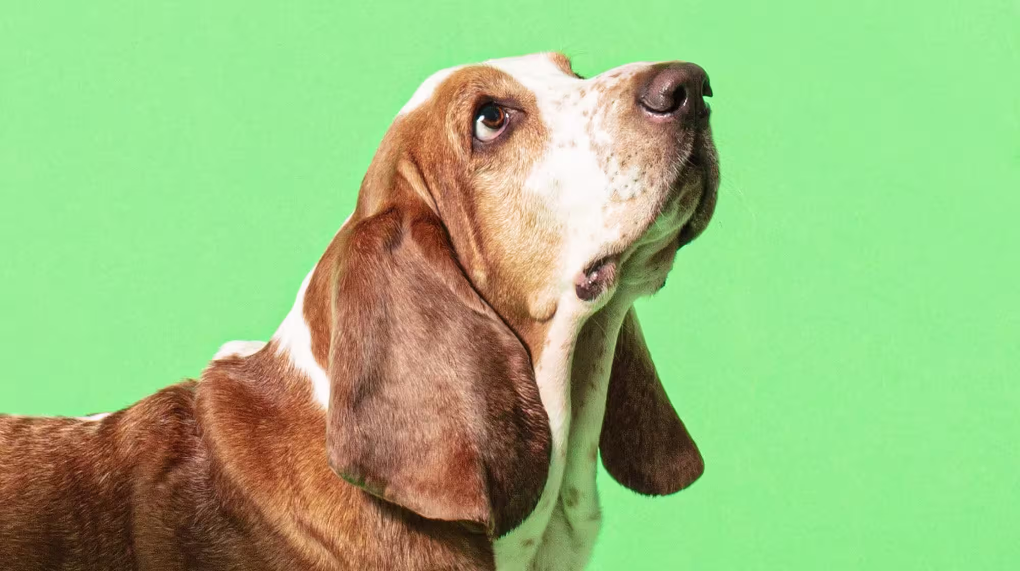 Blue-green algae: Why is it a danger to dogs?-Image 1