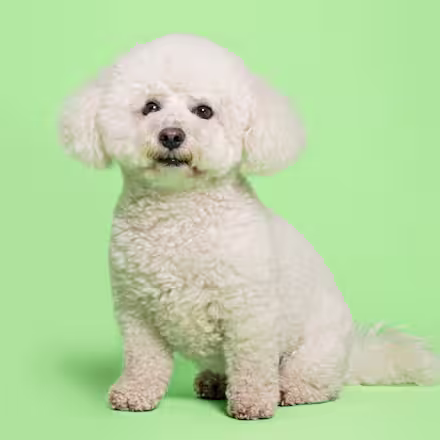 Bichon Frise
