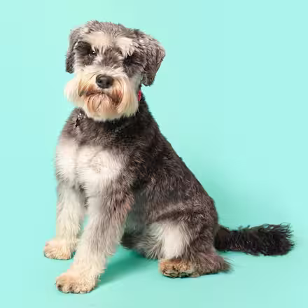 Schnauzer