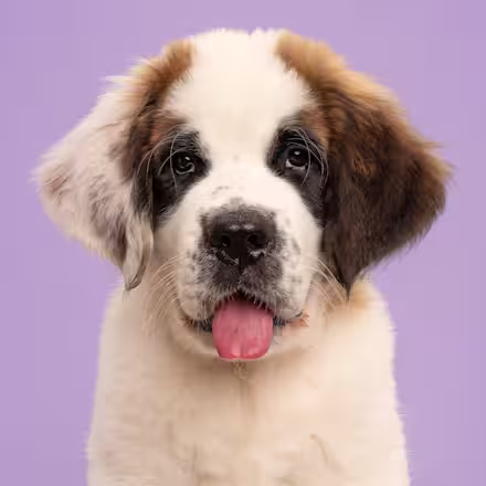 St Bernard