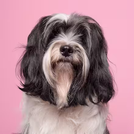 Tibetan Terrier