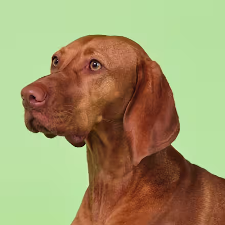 Vizsla
