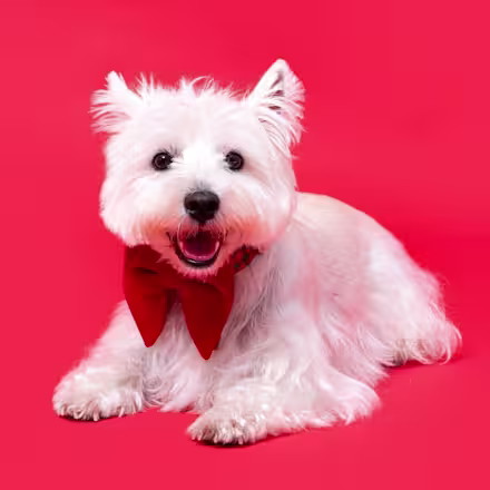 West Highland Terrier