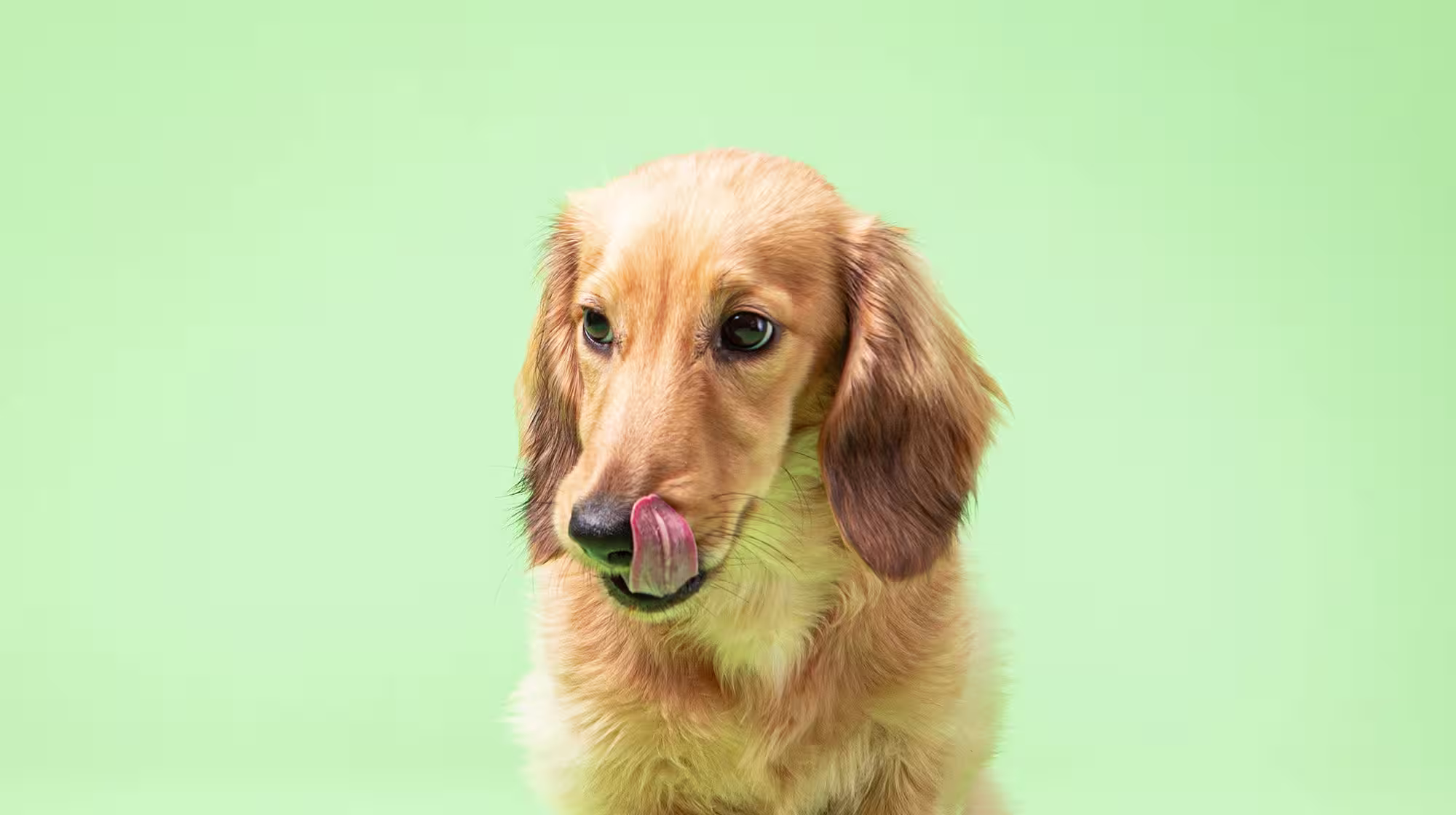 Why are slugs and snails a danger to dogs?-Image 1