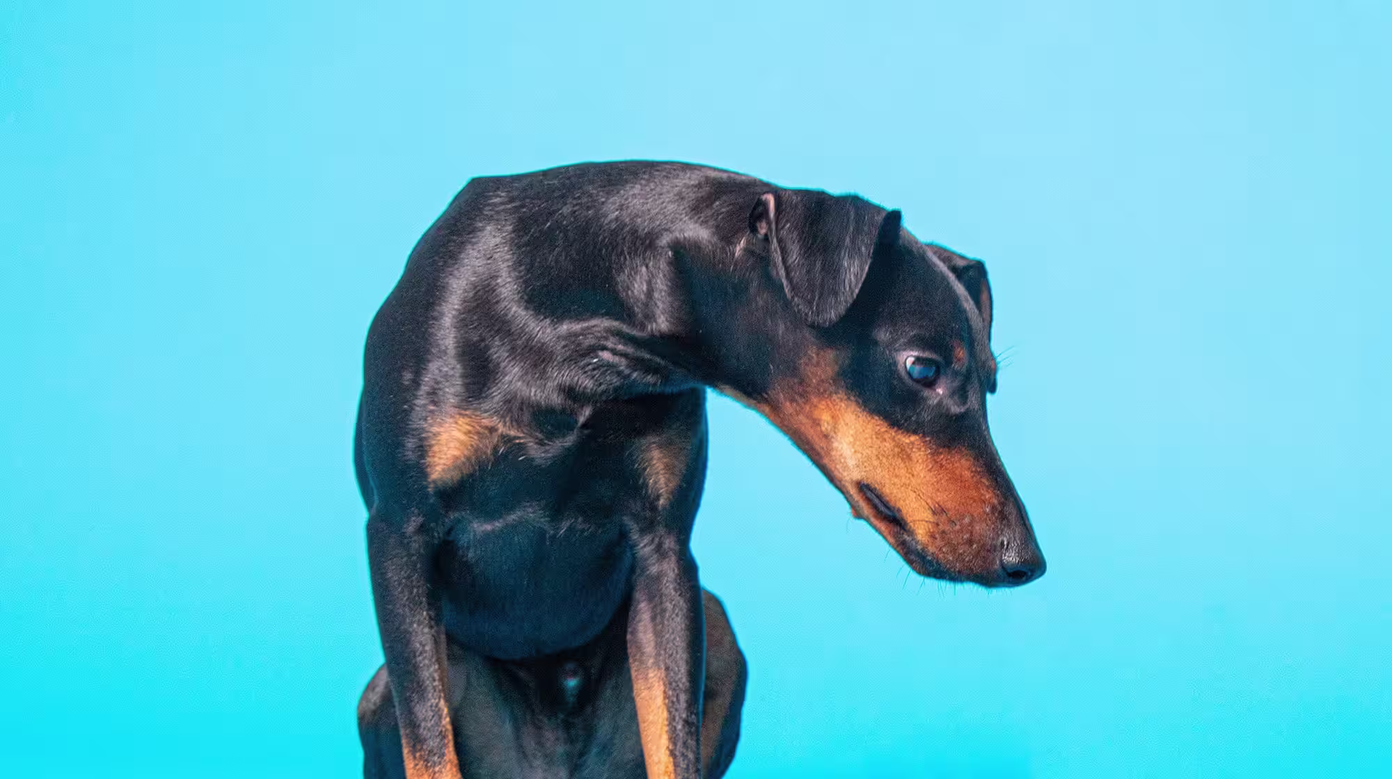 Urinary health in dogs:  Everything you need to know-Image 3