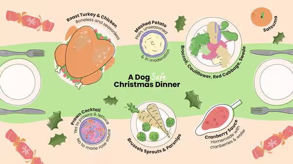 An infographic that shows an illustrated Christmas Dinner table showing what makes a Dog Safe Christmas Dinner. It includes unseasoned and boneless chicken and turkey, deshelled and deveined prawns with lettuce, plain mashed potatoes, parsnips, brussels sprouts, broccoli, swede, cauliflower, plain cranberry sauce, red cabbage and a satsuma. 