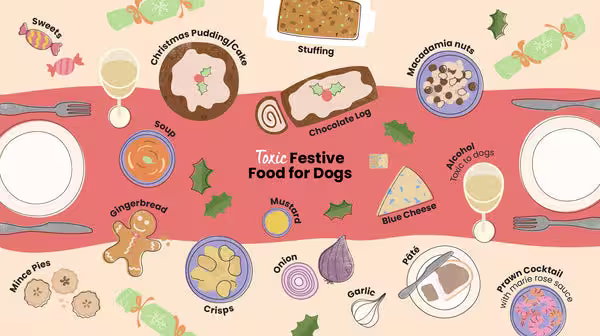 An infographic that shows an illustrated Christmas Dinner table showing what festive foods are toxic for dogs. It includes sweets, Christmas cake or pudding, stuffing, chocolate log, macadamia nuts, blue cheese, alcohol, prawn cocktail, pâté, onion, garlic, crisps, gingerbread, mince pies, soup & mustard