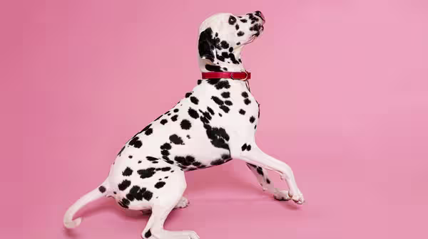 HUA vs LUA in Dalmatians: Everything you should know-Image 1