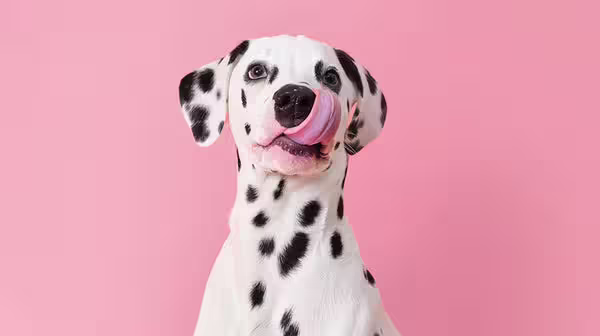 HUA vs LUA in Dalmatians: Everything you should know-Image 2