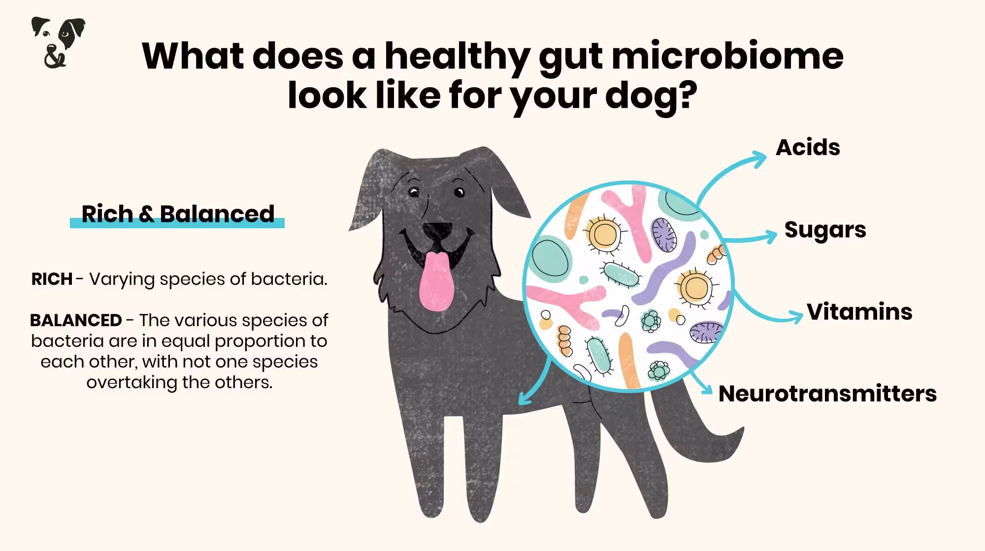 How your dog's gut can cause hair loss and skin irritation-Image 3