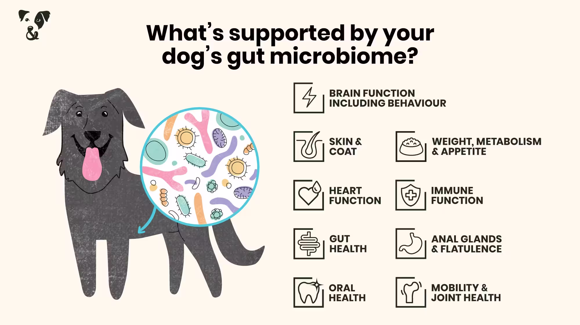 Your dog’s gut health: What is a microbiome?-Image 7