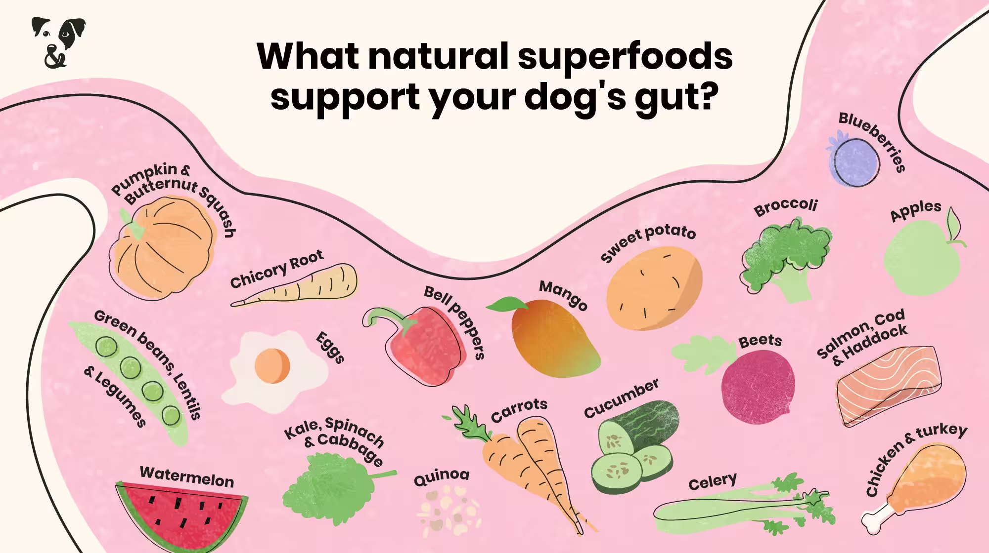An illustrated image of a dog's stomach with the title 'What natural superfoods support your dog's gut?'. This includes a list of fruits and vegetables mentioned in the article, with aligned illustrations