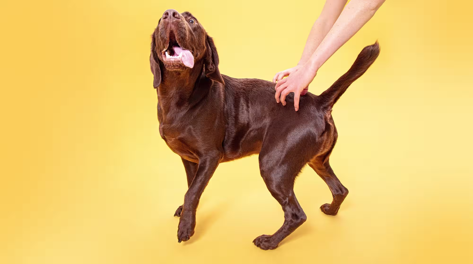 Jealousy in dogs: How to spot it and stop it-Image 2