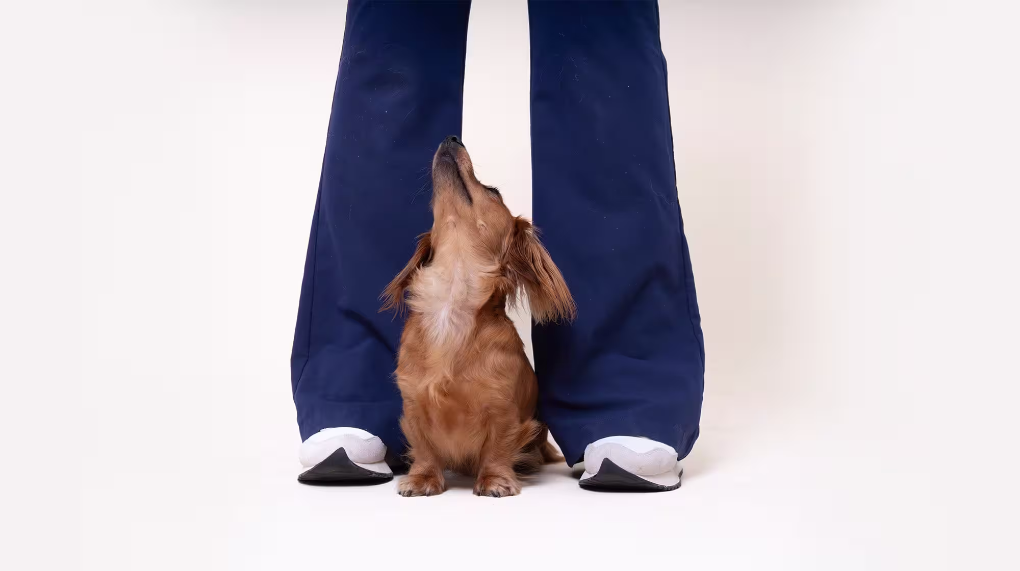 Why does my dog stare at me?-Image 1