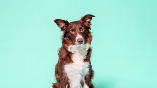 How to cope with losing your dog-Image 1