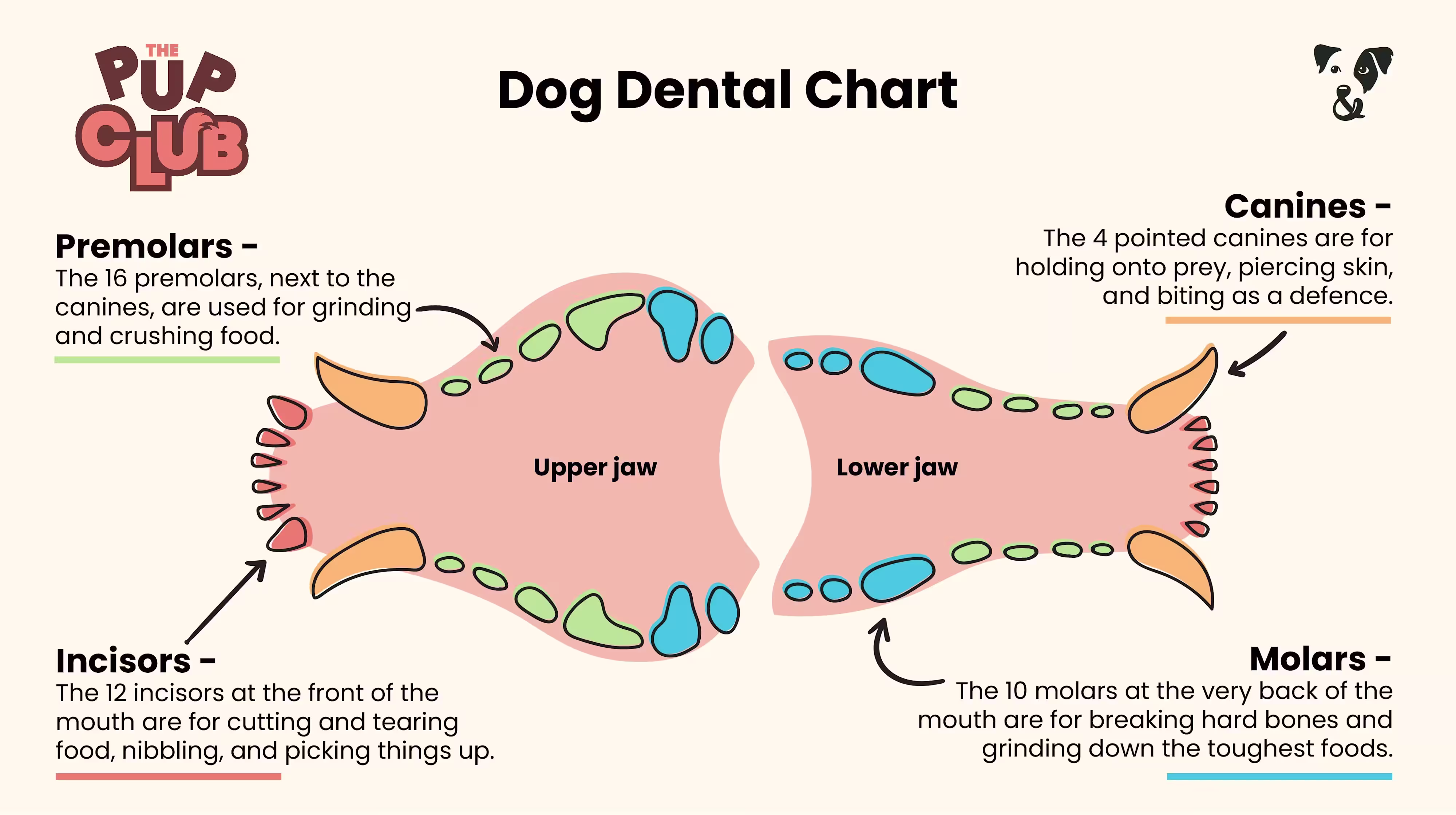 Dog Dental Chart: How many teeth do dogs have?-Image 1