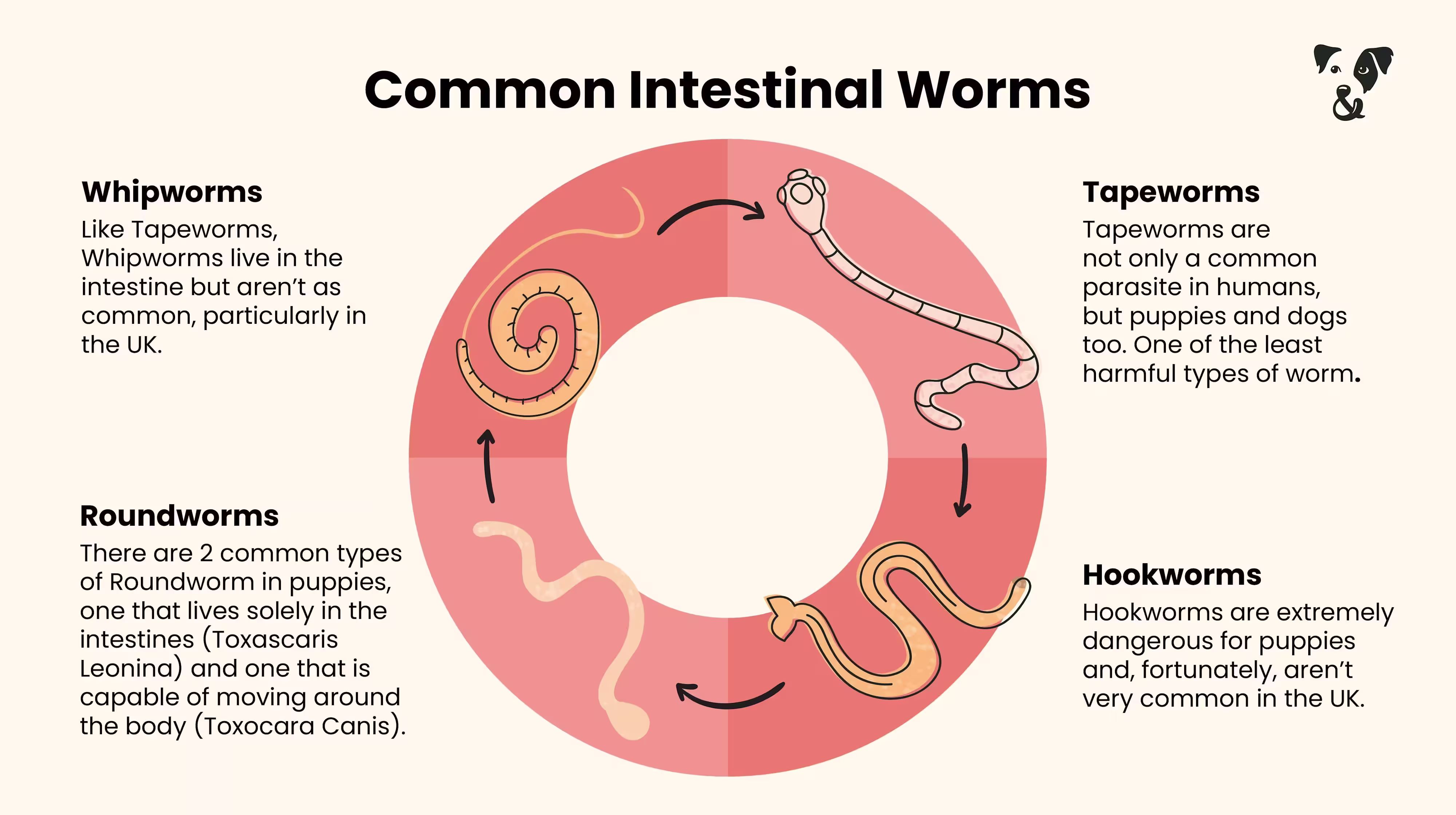 Why you should prioritise your puppy's gut health-Image 3