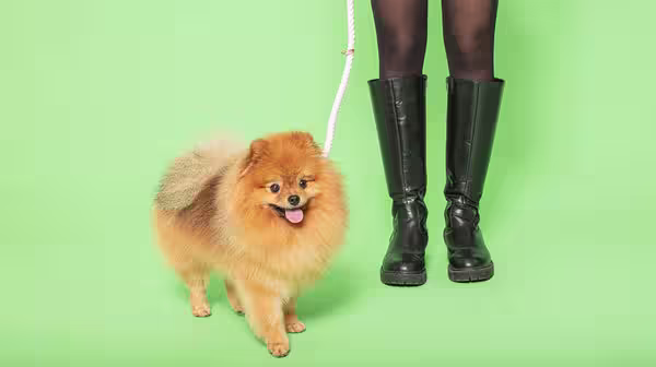 Why does my dog refuse to walk?-Image 1