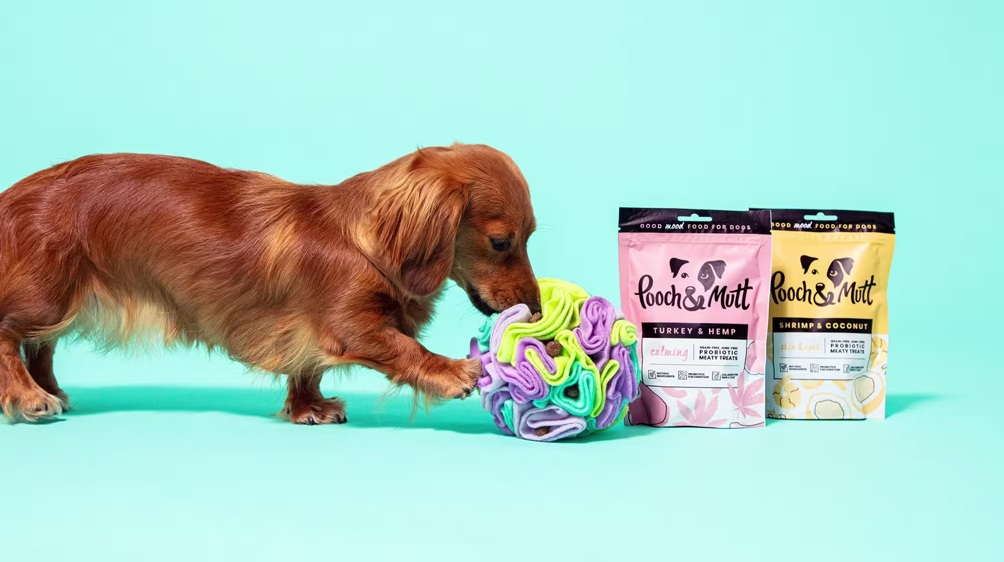 Enrichment ideas for senior dogs-Image 1