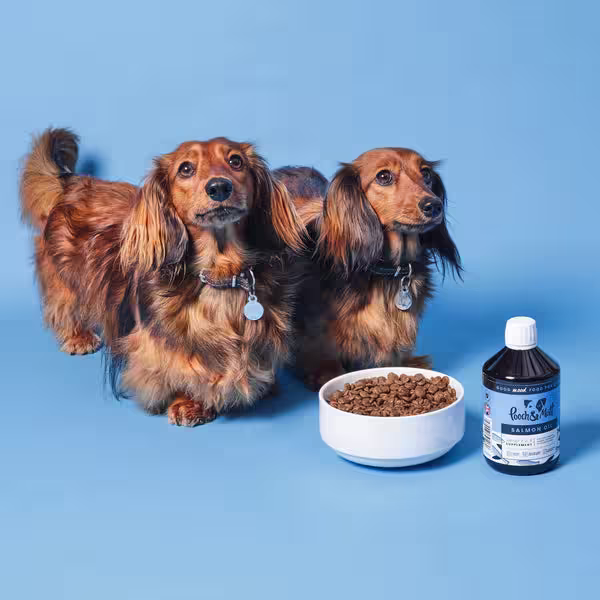 3 key nutrients your active dog needs in their diet-Image 2