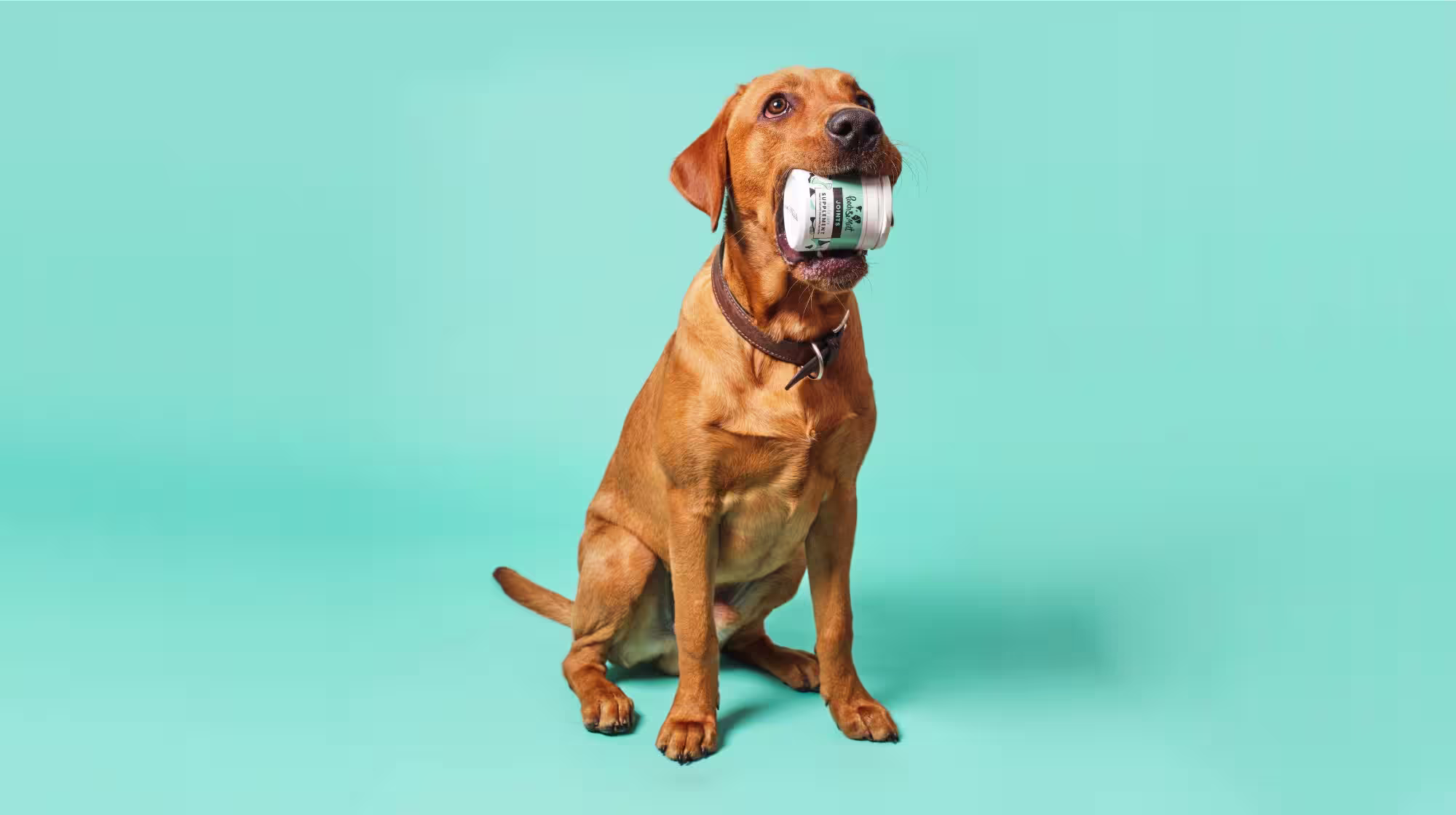Labrador holding joint tablets in its mouth