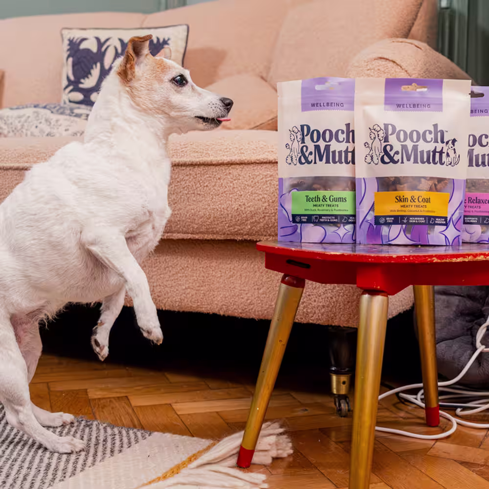 Veterinarian holding a happy dog