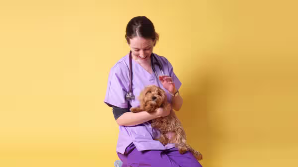 Vet Advice: Common illnesses and infections in puppies-Image 2