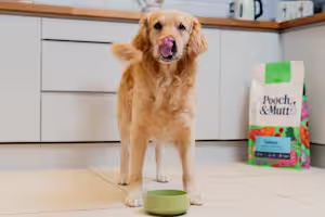 Golden retriever with a bowl of dog food