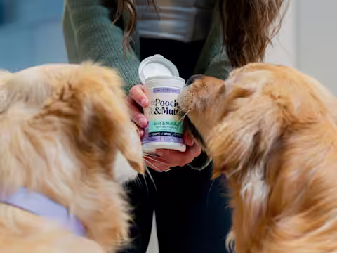 Two Golden Retrievers with their backs to the camera, sniffing a pot of Pooch & Mutt's Joint Care Supplements for dogs that their owner is holding.