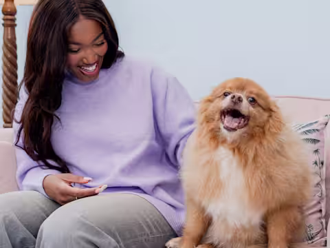 A dog owner sits on their sofa with their dog who is showing their teeth like they're smiling.