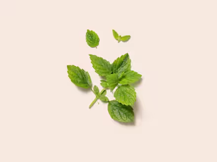 Lemon Balm
