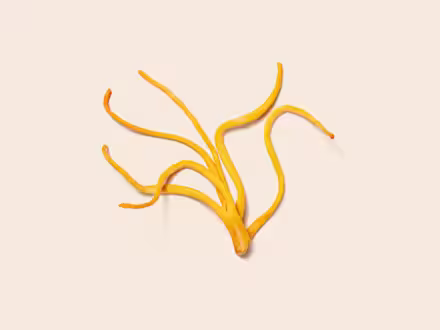 Cordyceps