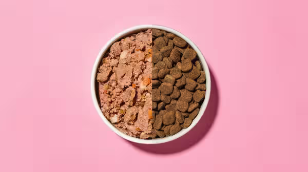 Wet dog food vs dry dog food: What’s best?-Image 4