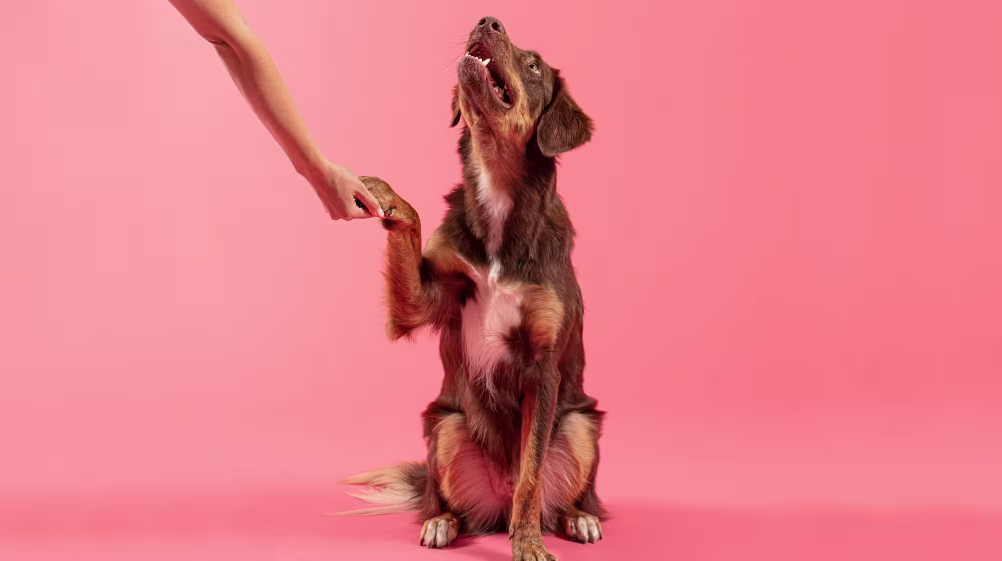 A brown and tan dog giving their paw, against a pale pink backdrop