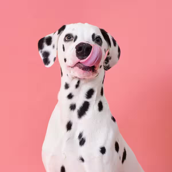 Can dogs get hay fever? Symptoms, Treatments & Tips-Image 1
