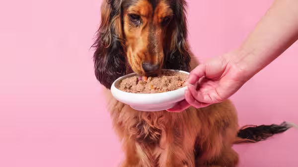 Wet dog food vs dry dog food: What’s best?-Image 2