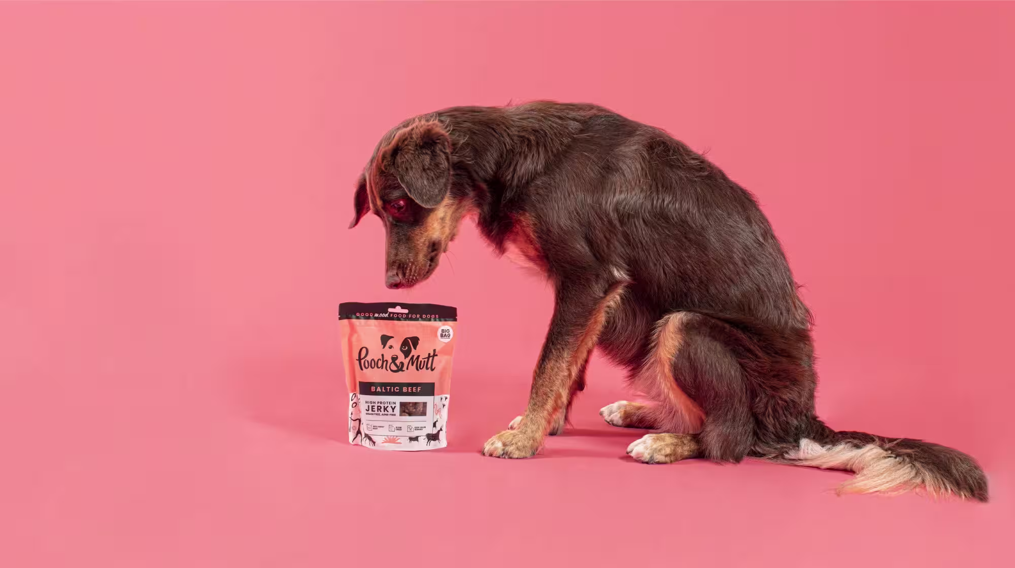 brown dog looking at food