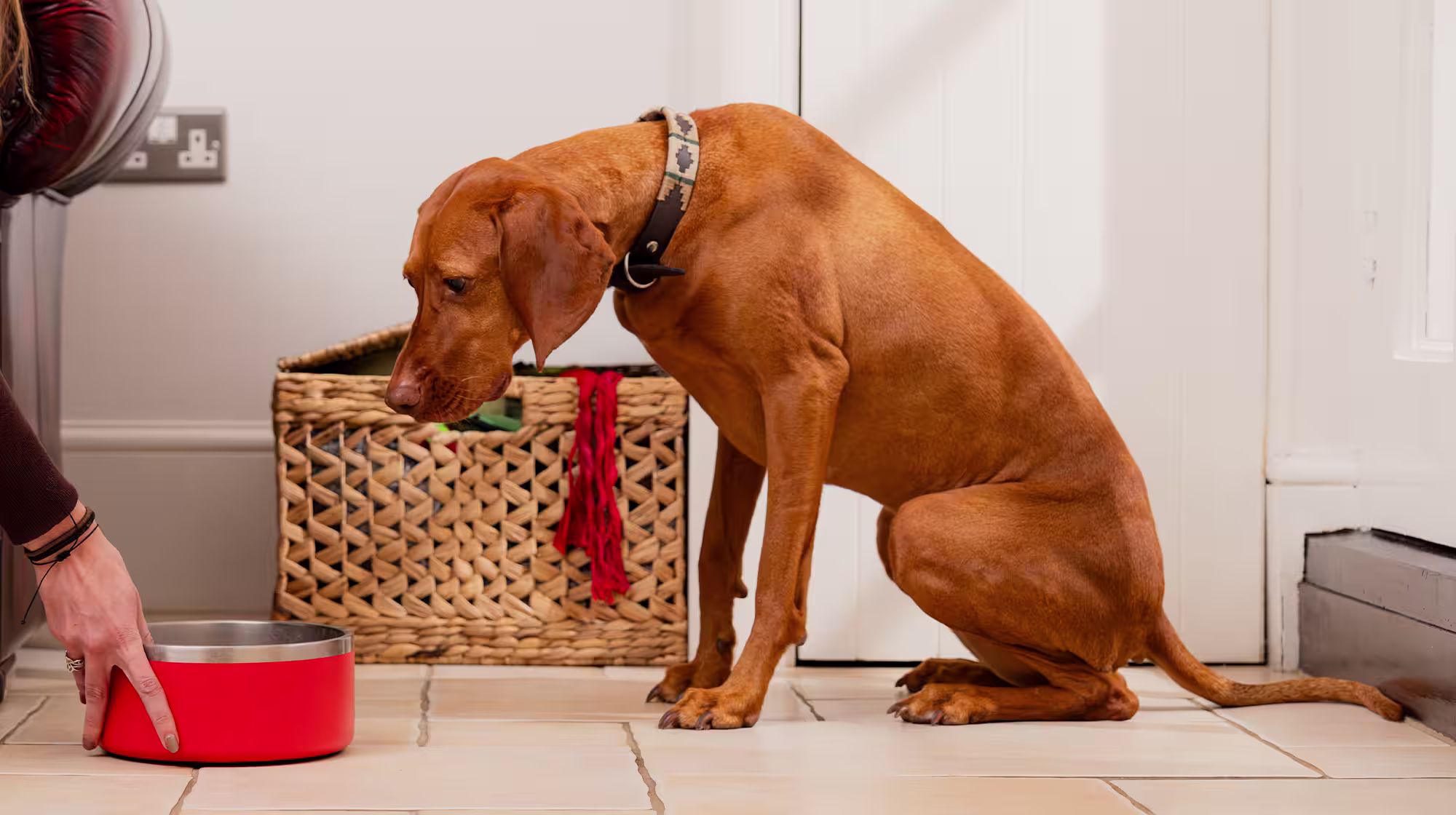 An auburn dog sits waiting patiently as a hand pushes an orange food bowl towards them.