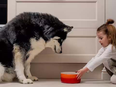 A little girl pushing a orange dog bowl towards a fluffy Siberian husky.