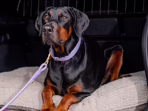 A black and tan Doberman sits in the boot of a car, wearing a purple collar and lead.
