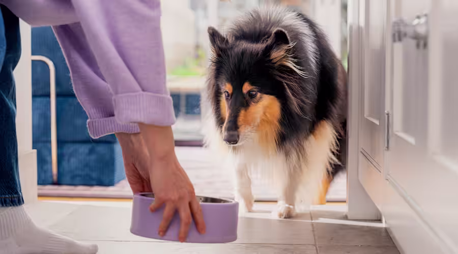 A fluffy dog coming towards a purple dog food bowl, being placed on the floor by their owner.